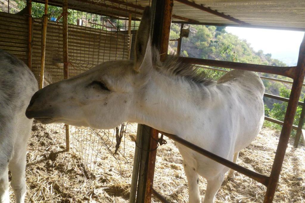 Finca Los Burros Tolatán Zewnętrze zdjęcie